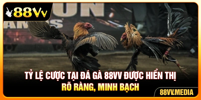 Tỷ lệ cược tại đá gà 88VV được hiển thị rõ ràng, minh bạch